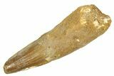 Fossil Spinosaurus Tooth - Real Dinosaur Tooth #363079-1